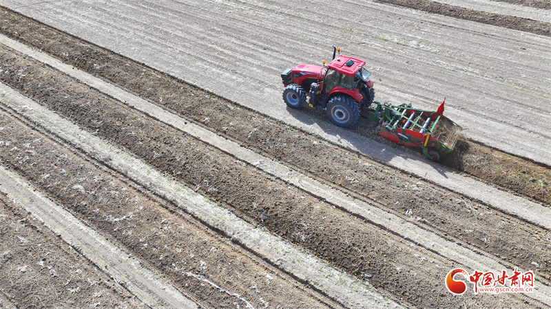 隴拍客丨民樂：藥材起苗供市場